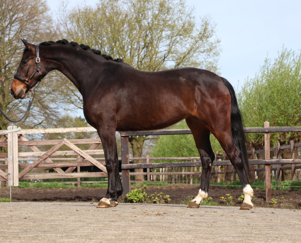 Furst Samarant x Benetton Dream