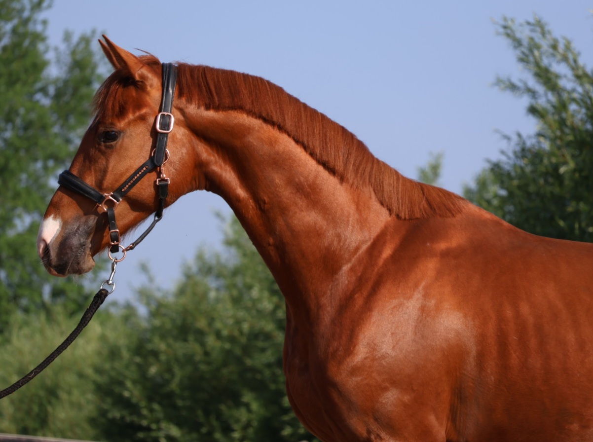 Heros (vivaldi)  x Ziesto