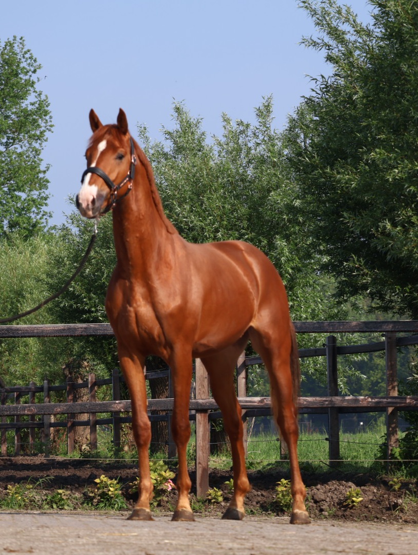 Heros (vivaldi)  x Ziesto