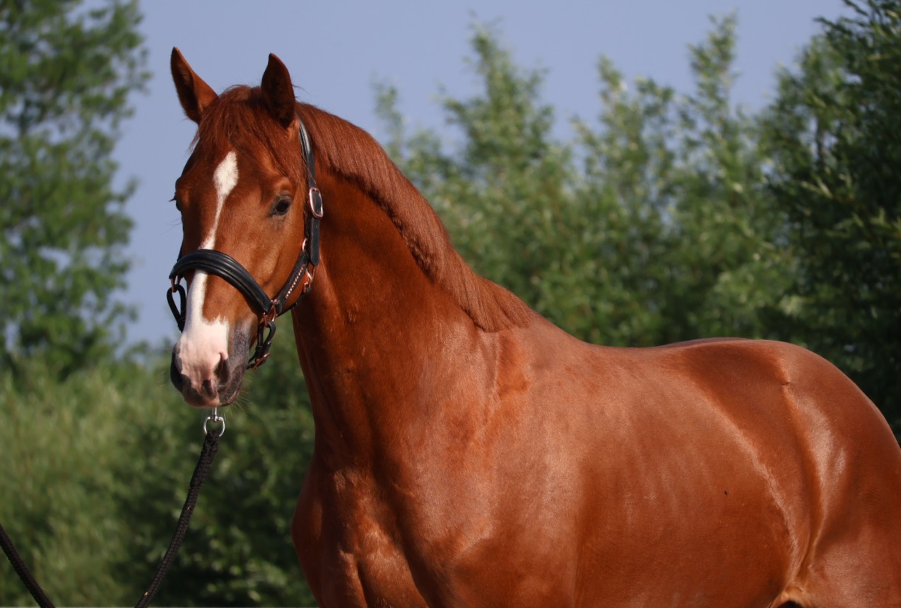 Heros (vivaldi)  x Ziesto