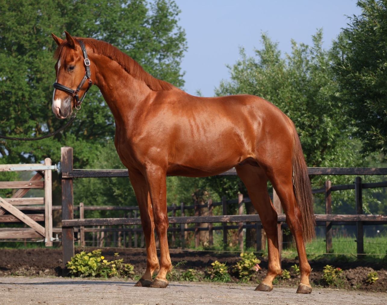 Heros (vivaldi)  x Ziesto