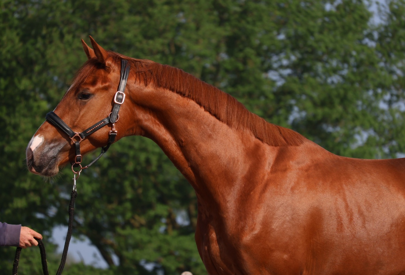 Heros (vivaldi)  x Ziesto